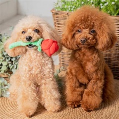 お花シリーズ バラ おもちゃ