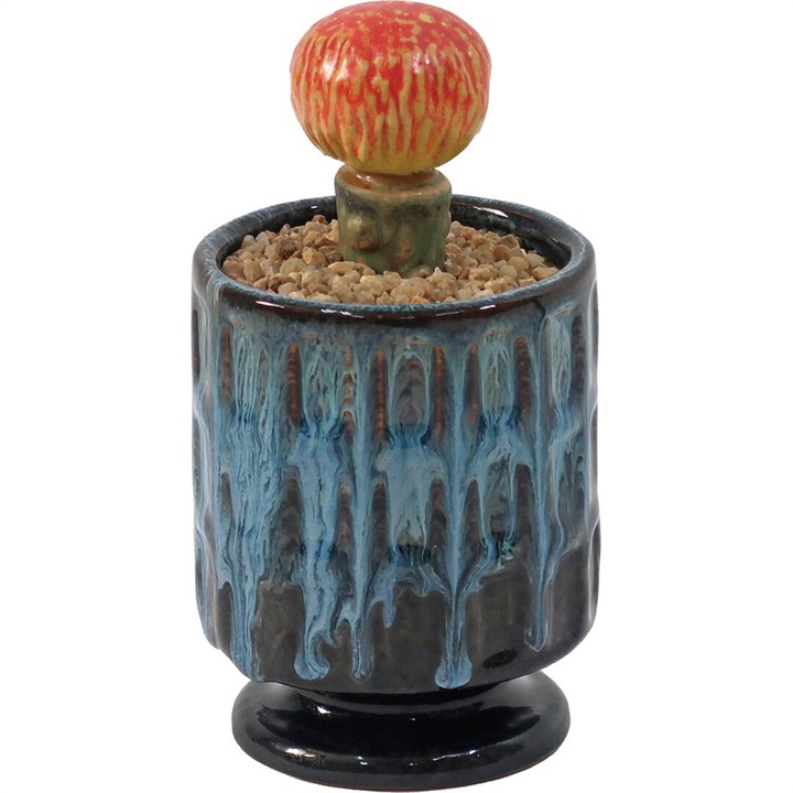 【POST GENERAL】THE CACTI POT ザ カクティポット(RED MOON)