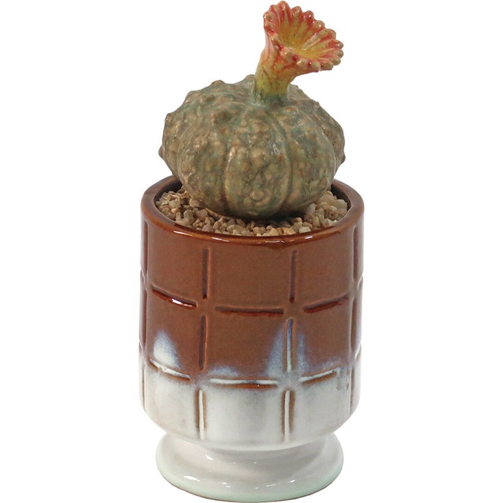 【POST GENERAL】THE CACTI POT ザ カクティポット(ECHINOPSIS)