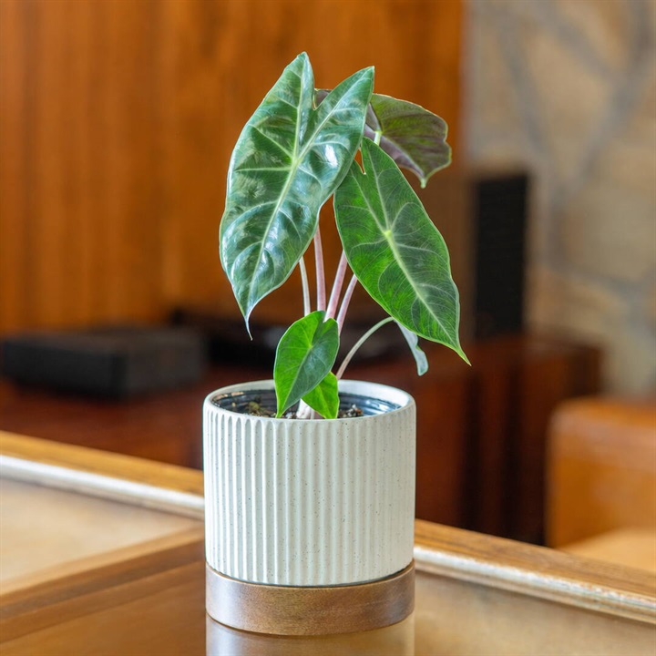 タイディ プランツポット 植木鉢
